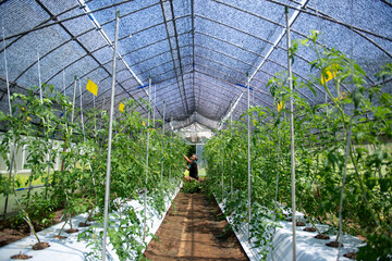 Fototapeta premium トマトのハウス栽培