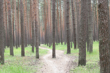 Pine forest with beautiful high pine trees against other pines with brown textured pine bark in summer in sunny weather