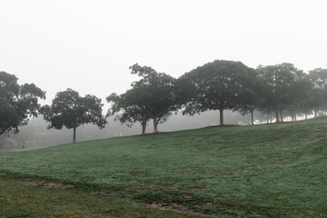 Fototapeta premium Trees on the grass field with morning fog.