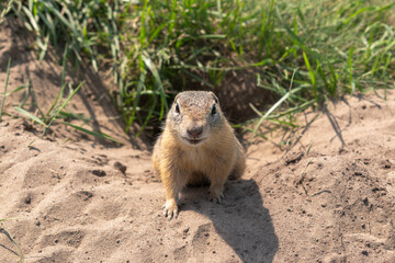 Naklejka na ściany i meble Portrait of ground squirrel. Rodent climbs out of hole. Close-up. Sand, green grass.