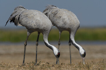 Fototapeta premium Common crane pair