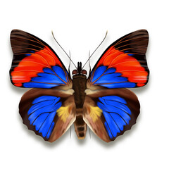 Butterfly illustration with blue red and black wings named Agrias narcissus from Surinam