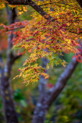 紅葉　秋のイメージ