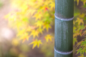 竹と紅葉　和風な秋のイメージ