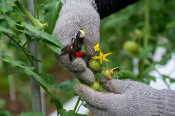 トマトの花