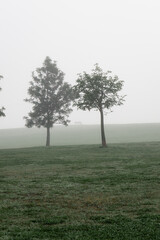 Two trees with fog in the hill.