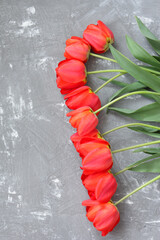 red tulips on a gray background