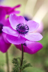 Obraz premium アネモネの花 春のイメージ