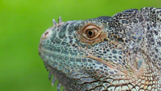 Beautiful Iguana Close Up