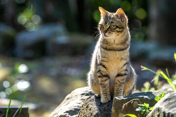 のら猫のポートレート
