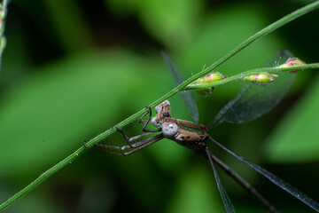 beautiful macro closeup shots of insects