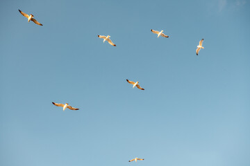 Flock of Seagulls flying against the blue sky