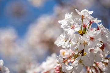 桜の花　春のイメージ