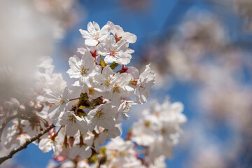 桜の花　春のイメージ