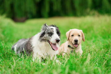 Border collie and his friend a labrador, resting in the green park