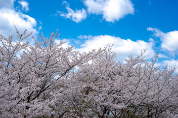 桜の花　春のイメージ