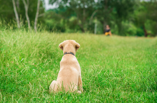 Photo of a dog in the park. Rear view. Labrador dog looking his owner