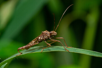 beautiful macro closeup shots of insects