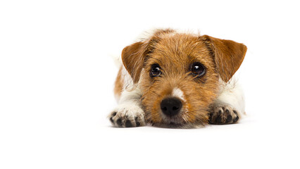 puppy jack russell terrier looks up on a white background