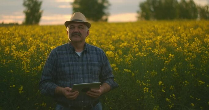 An elderly male farmer uses a tablet computer at sunset in the sunlight in a field of yellow flowers
