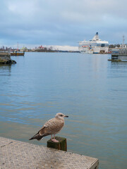 One seagull sits on a old sea pier