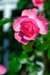 バラの花　屋外イメージ