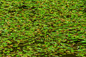 green vegetation on the lake surface with selective focus