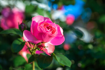 バラの花　屋外イメージ