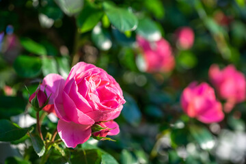 バラの花　屋外イメージ