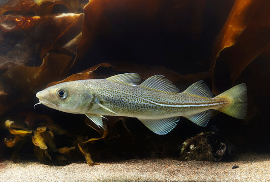 Atlantic cod underwater (gadus morhua).