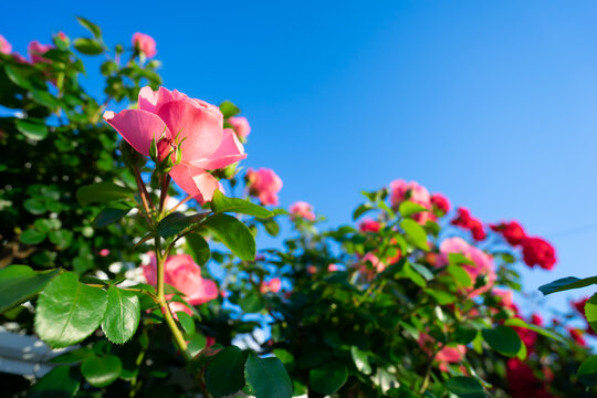 バラの花　屋外イメージ