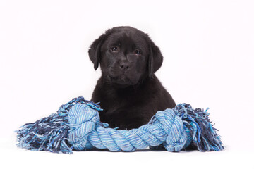 Black labrador puppy with a blue toy