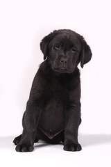 Black labrador puppy sitting on a white background