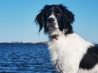 Chien sur une barque. 