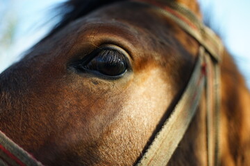 Close-up of a horse head -its eye and lashes.