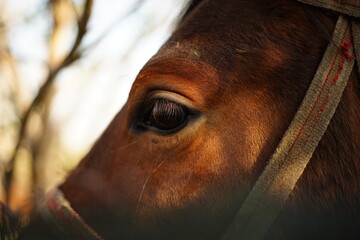 Close-up of a brown horse head -its eye and lashes.