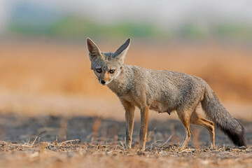 Indian fox female