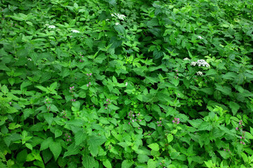Green overgrown shrub of nettle, leaves and grass. Natural background.