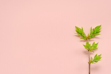 young twig of a tree with spring young fresh leaves on a pink background with place for text. Spring concept of nature revival of new zero waste. enviroment protection