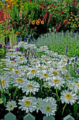 Close up of a flower border with Leucanthemum x superbum 'Wirral Supreme'