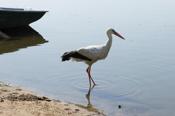 White stork stands in water at full height. Summer, city park, lake or river.
