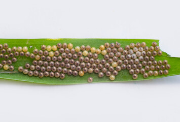 Polka dot wasp moth eggs on green grass leaf