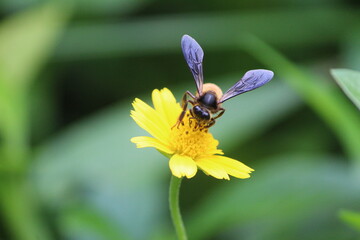 honey bee on the flower