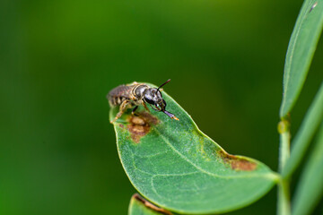 beautiful macro closeup shots of insects