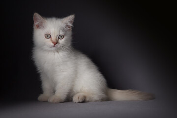 White british shorthair kitten