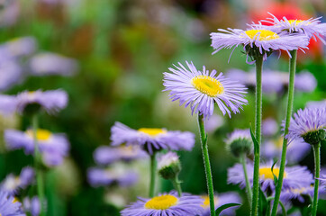 lilac flowers in the meadow