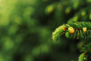 selective focus, young fir-tree shoots, fresh shoots ate in spring or summer, raindrops