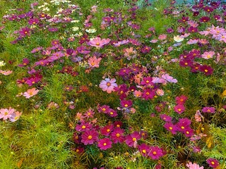 Cosmos bipinnatus Cav. 