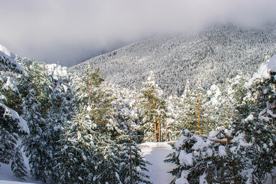 Photo of a snowy white landscape in the nature in Navacerrada, Spain