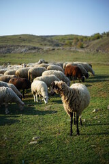 Fototapeta premium A sheep posing in front of the camera while the other sheep are grazing on a green pasture.
